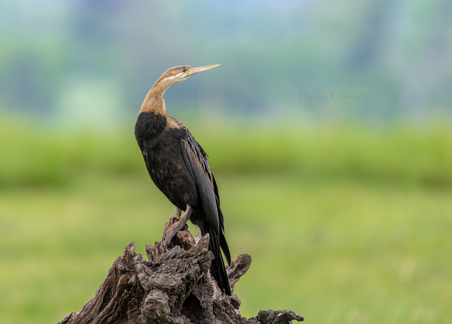 Schlangenhalsvogel