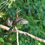 Schlangenhalsvogel