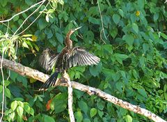 Schlangenhalsvogel