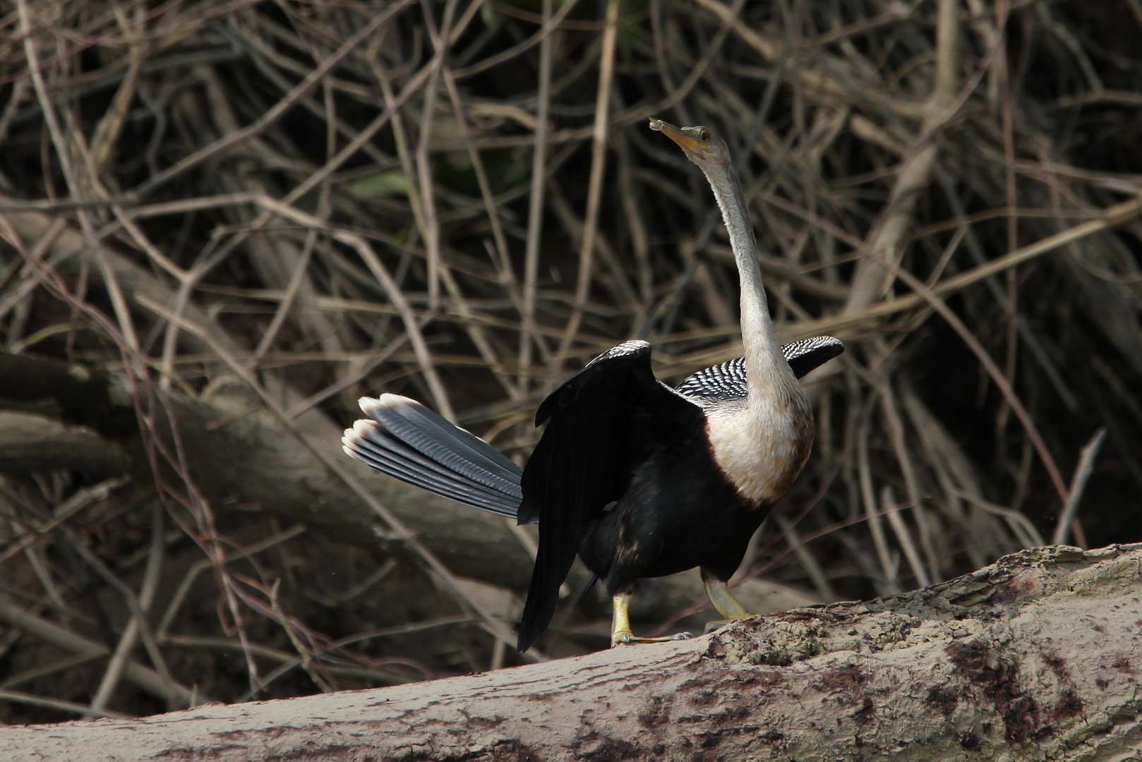 Schlangenhalsvogel