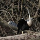 Schlangenhalsvogel