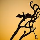 Schlangenhalsvogel im Kakadu NP, Australien, NT
