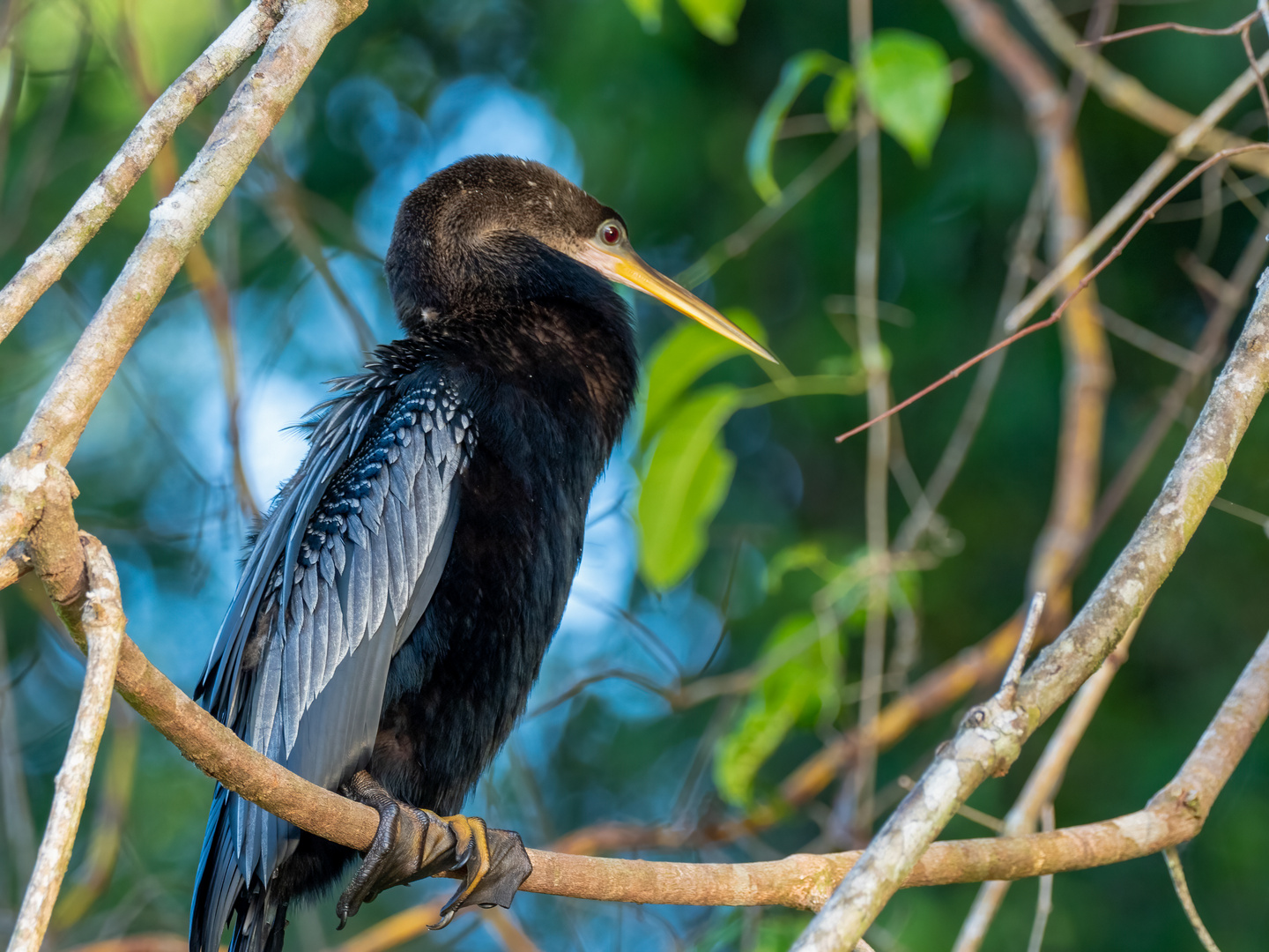 Schlangenhalsvogel im Regenwald