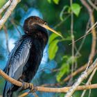 Schlangenhalsvogel im Regenwald