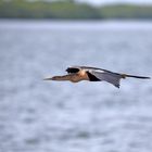 Schlangenhalsvogel im Vorbeiflug