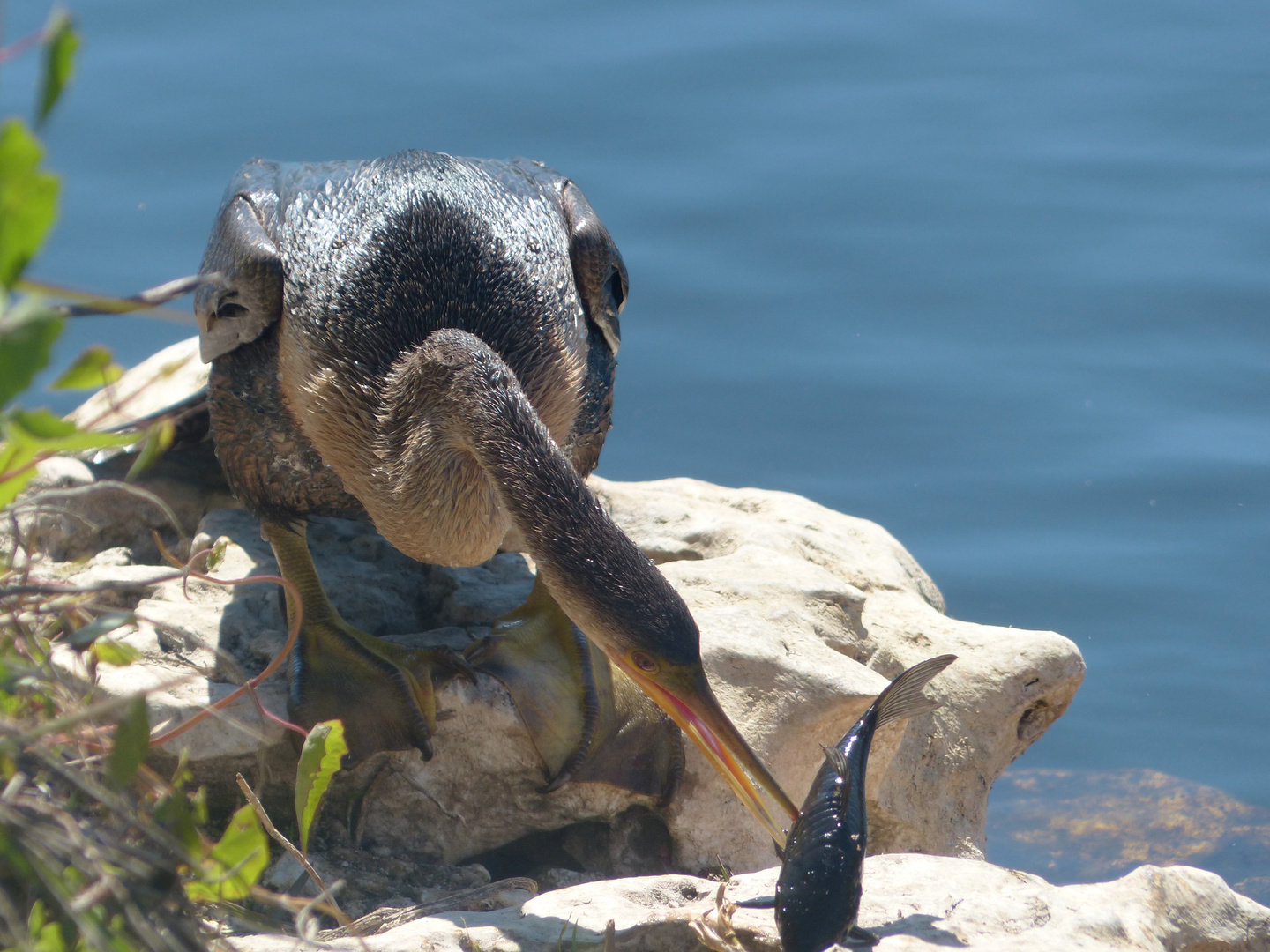 Schlangenhalsvogel in Florida