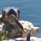 Schlangenhalsvogel in Florida