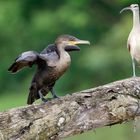 Schlangenhalsvogel korrigiert zu Kormoran!