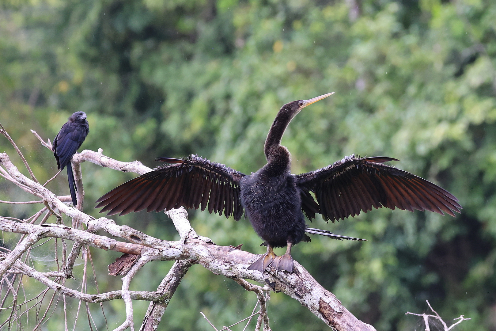 Schlangenhalsvogel und Riefenschnabelani