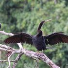 Schlangenhalsvogel und Riefenschnabelani