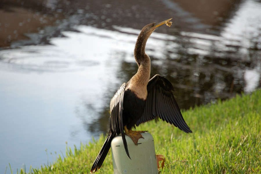 Schlangenhalsvogel Weibchen