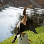 Schlangenhalsvogel Weibchen