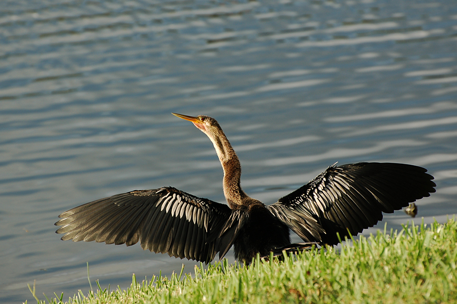 Schlangenhalsvogel Weibchen