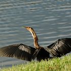 Schlangenhalsvogel Weibchen