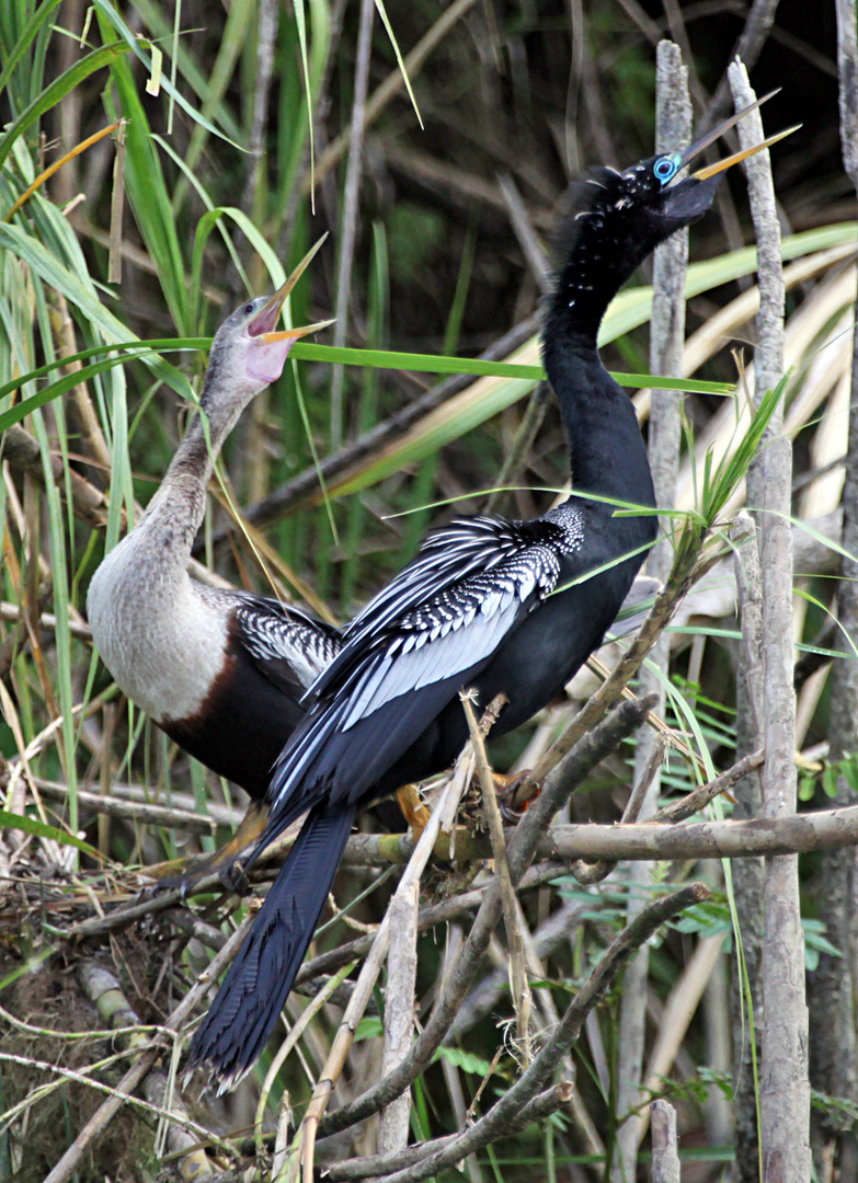 Schlangenhalsvogelpaar