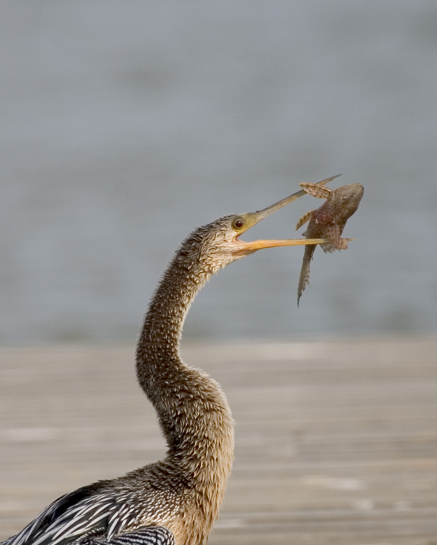 Schlangenhalsvogels Mahlzeit