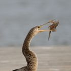 Schlangenhalsvogels Mahlzeit