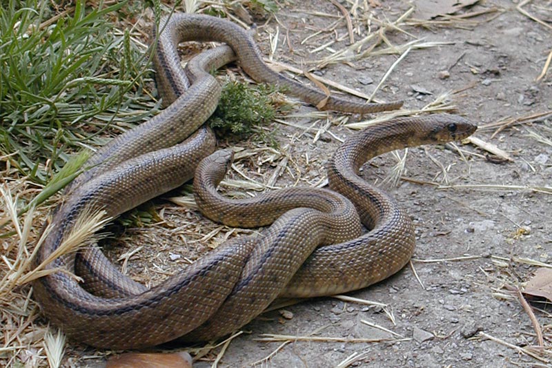 Schlangenknoten