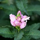 Schlangenkopf (Chelone lyonii "Hot Lips"