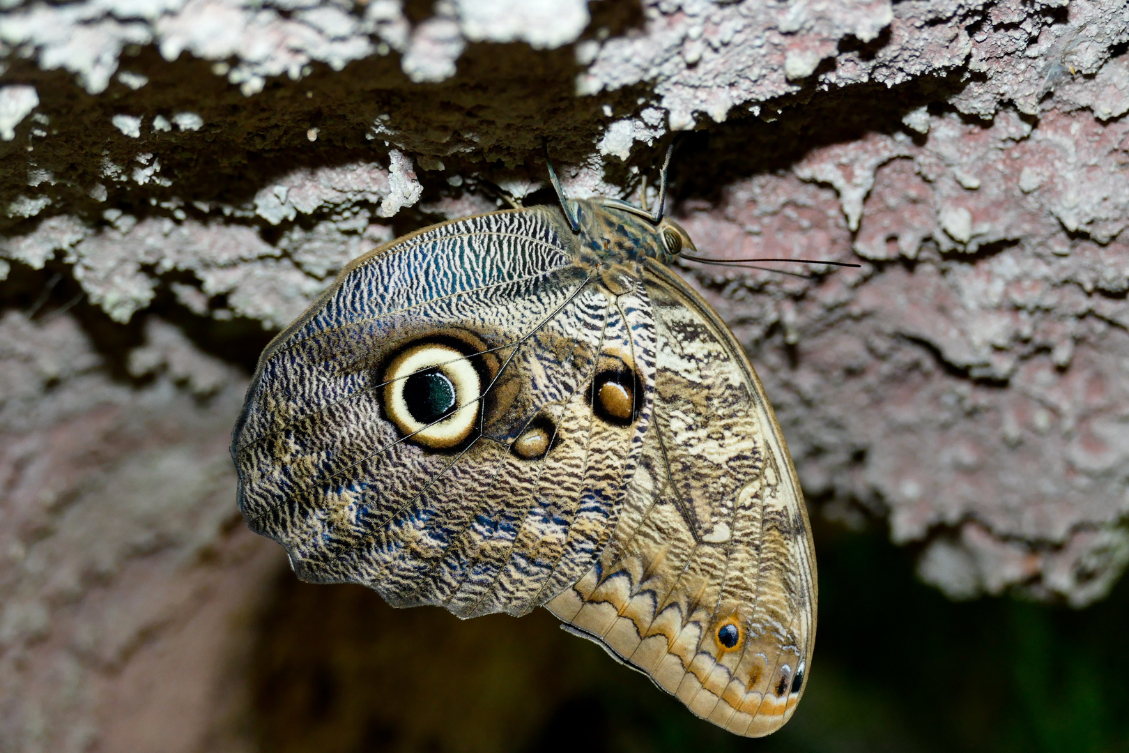 Schlangenkopf in Schmetterling