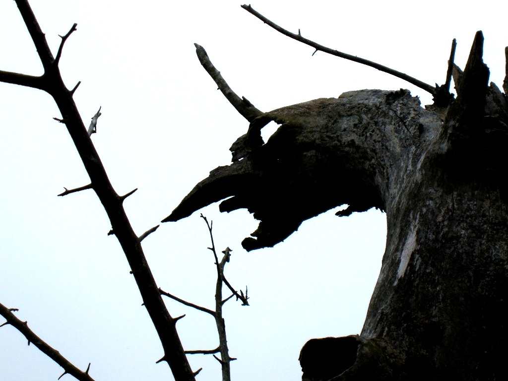 Schlangenkopfapfelbaum  -   zwischen Leinefelde und Mühlhausen