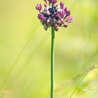 Schlangenlauch  (Allium)