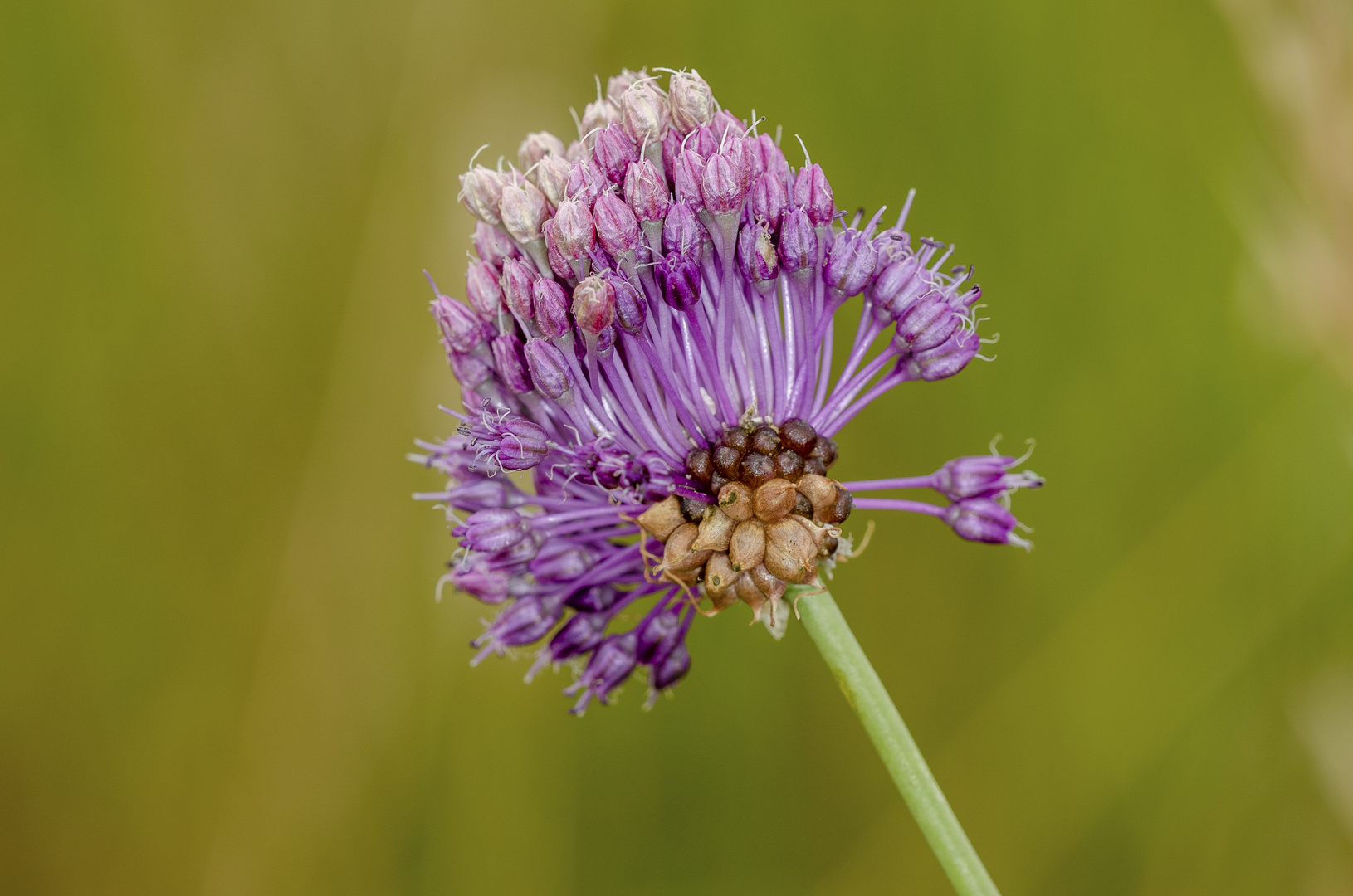 Schlangenlauch (Allium scoroprasum)