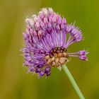 Schlangenlauch (Allium scoroprasum)