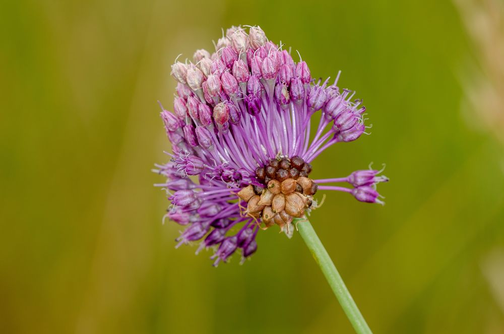 Schlangenlauch (Allium scoroprasum)