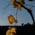 "Schlangenlinienflug"