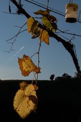 "Schlangenlinienflug"