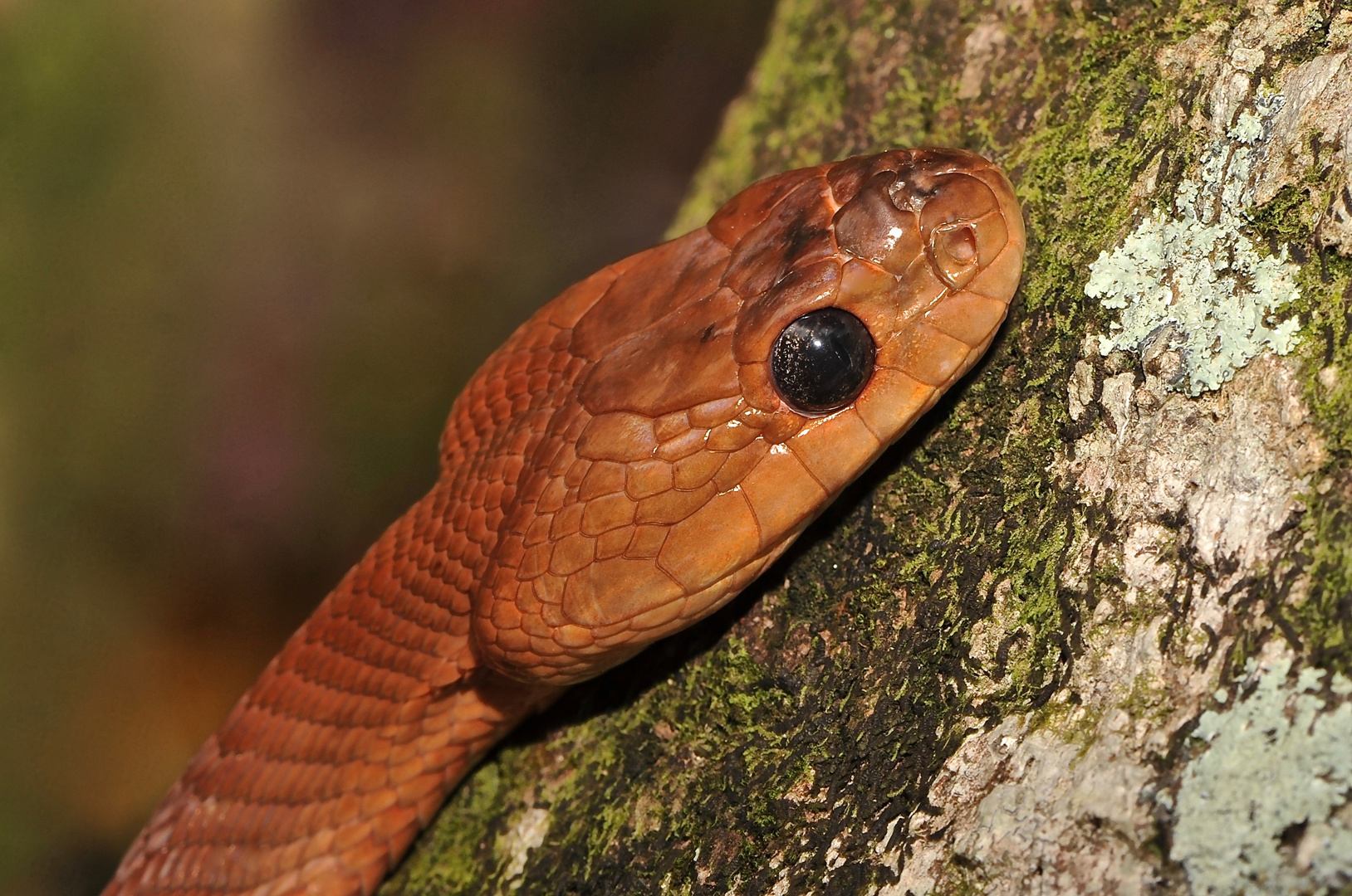Schlangenportrait Aus Dem Tropischen Regenwald Von Sri Lanka Foto Bild Tiere Wildlife Amphibien Reptilien Bilder Auf Fotocommunity