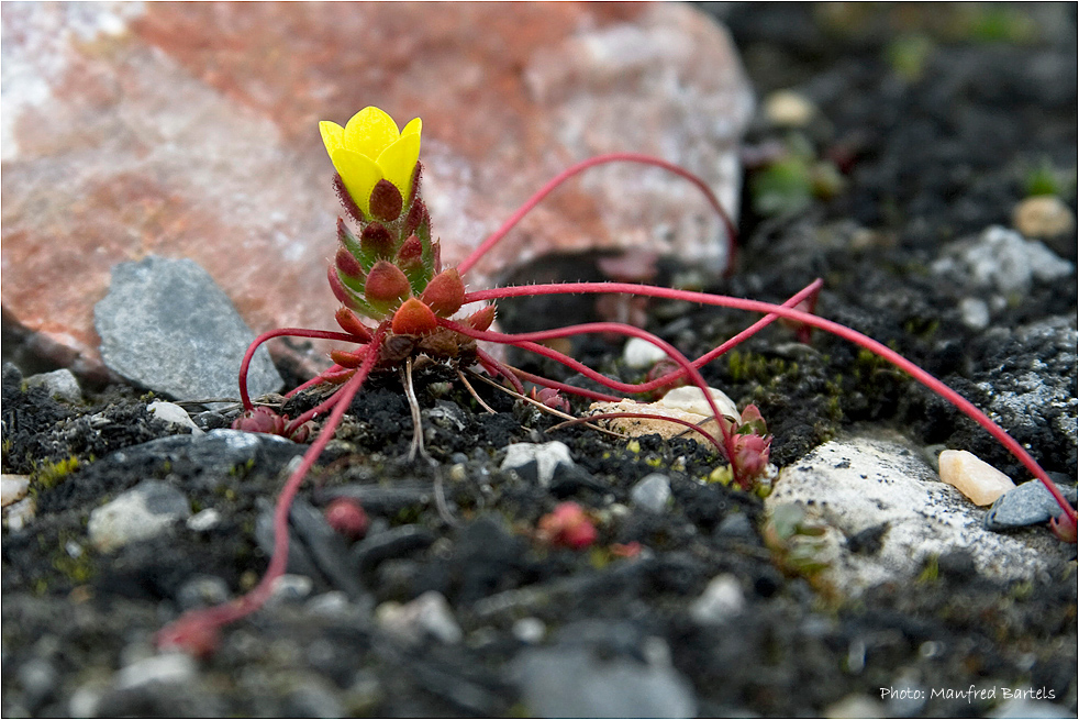 Schlangensteinbrech ( Saxifraga flagellaris)...