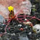 Schlangensteinbrech ( Saxifraga flagellaris)...