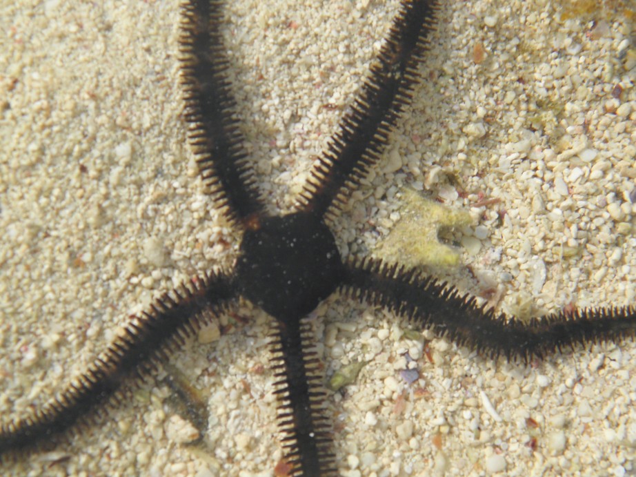 Schlangenstern im roten Meer