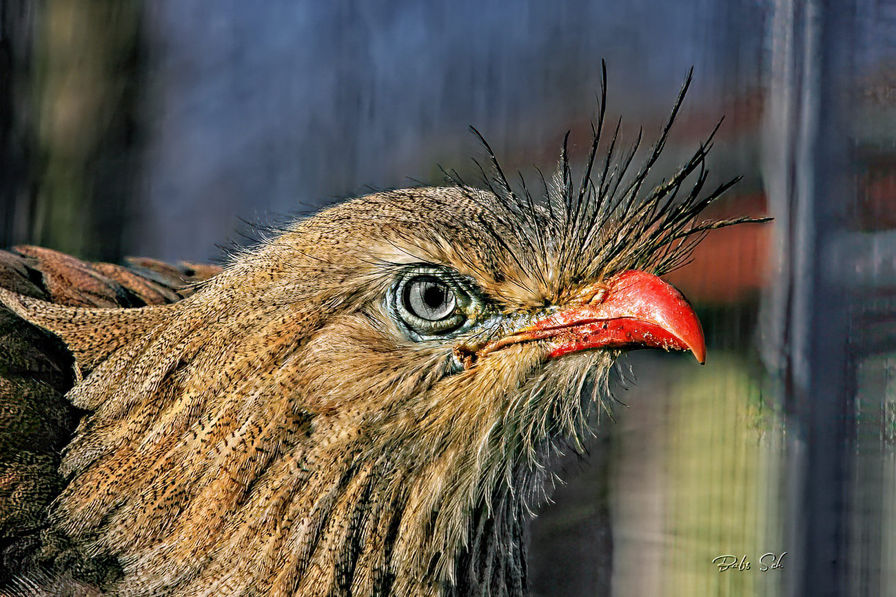 Schlangenstorch