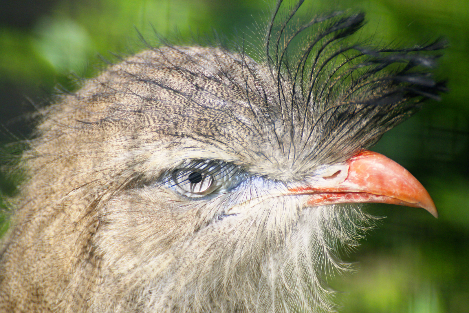 Schlangenstorch