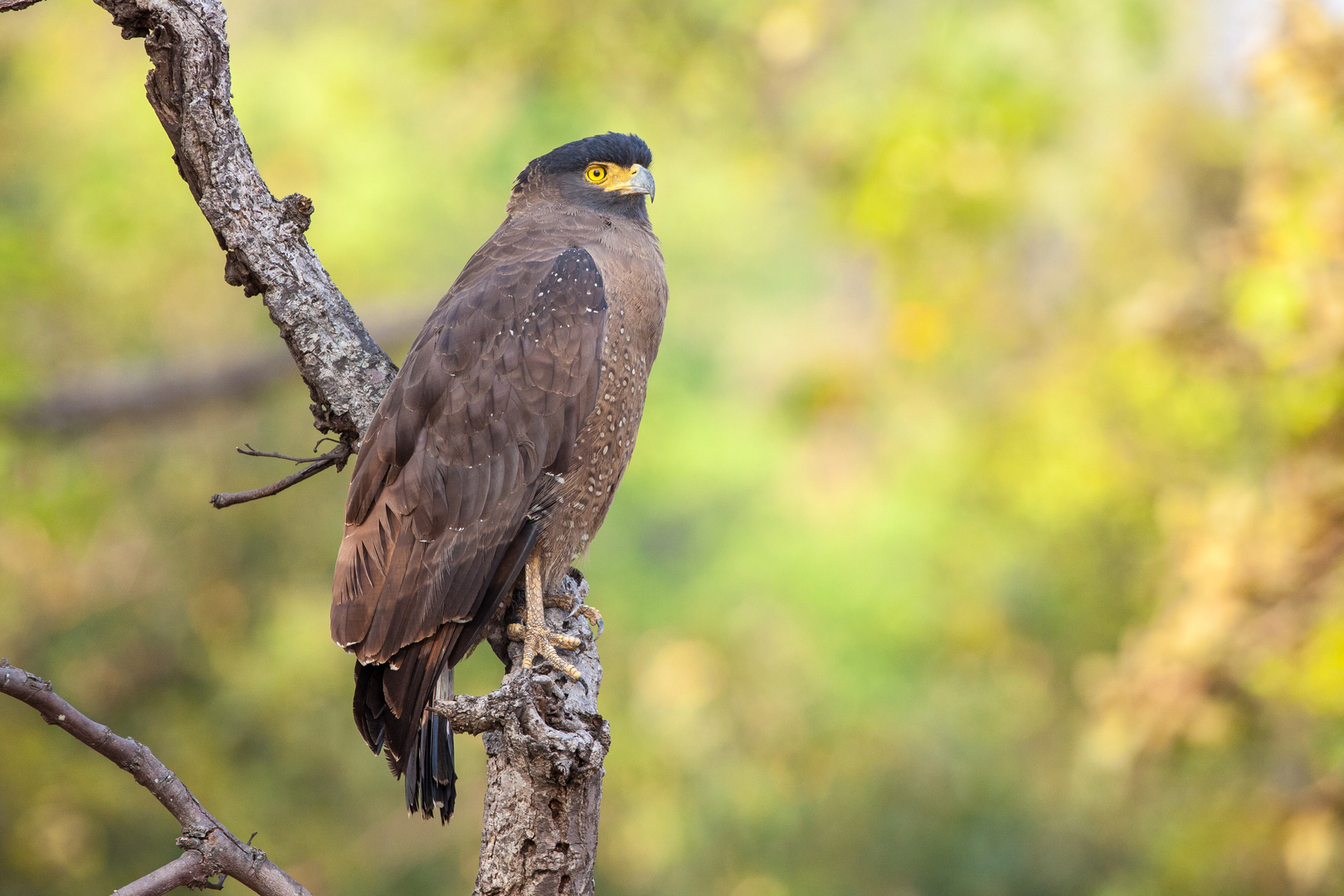 Schlangenweihe (Spilornis cheela)