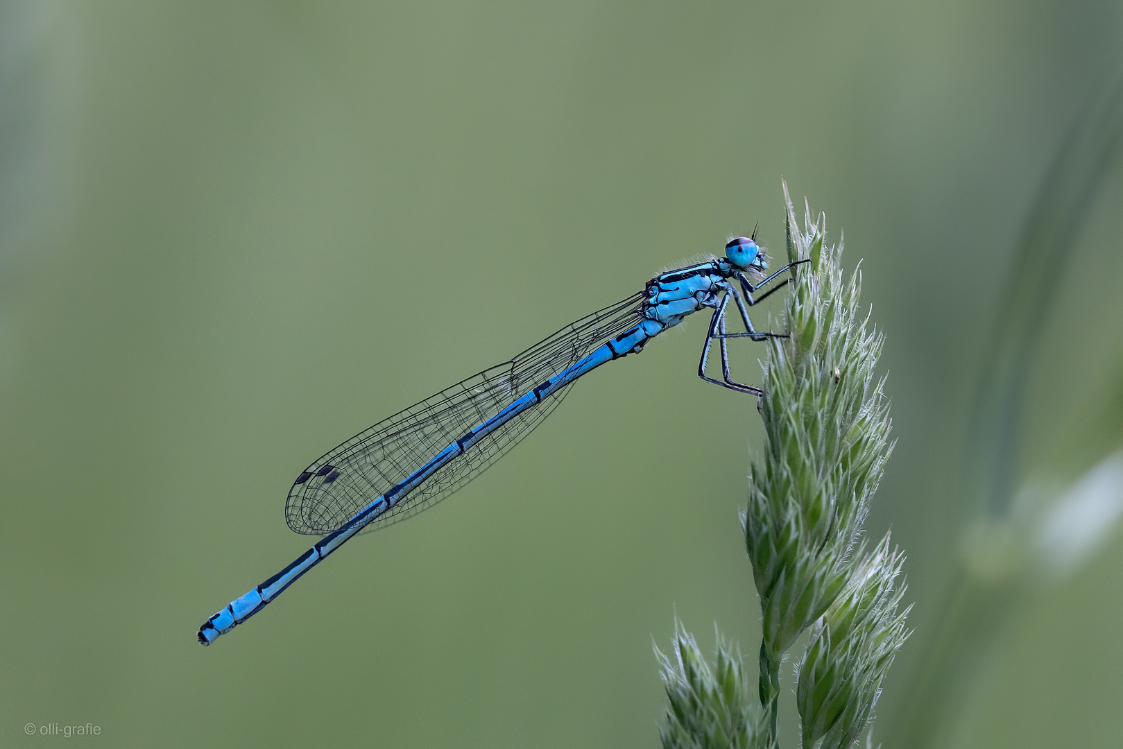 schlank und blau