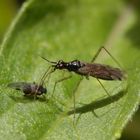 Schlank und hochbeinig - Unbeständiger Schmalhans (Dicyphus errans)