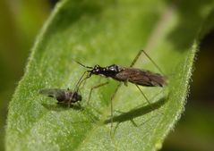 Schlank und hochbeinig - Unbeständiger Schmalhans (Dicyphus errans)