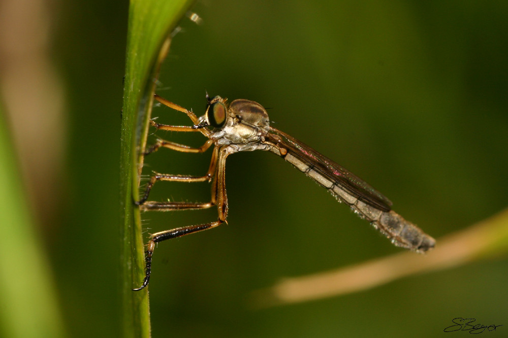 Schlanke Fliege