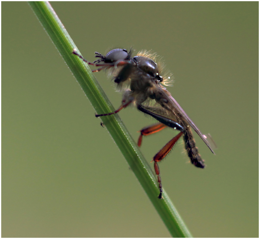 Schlanke Fliege