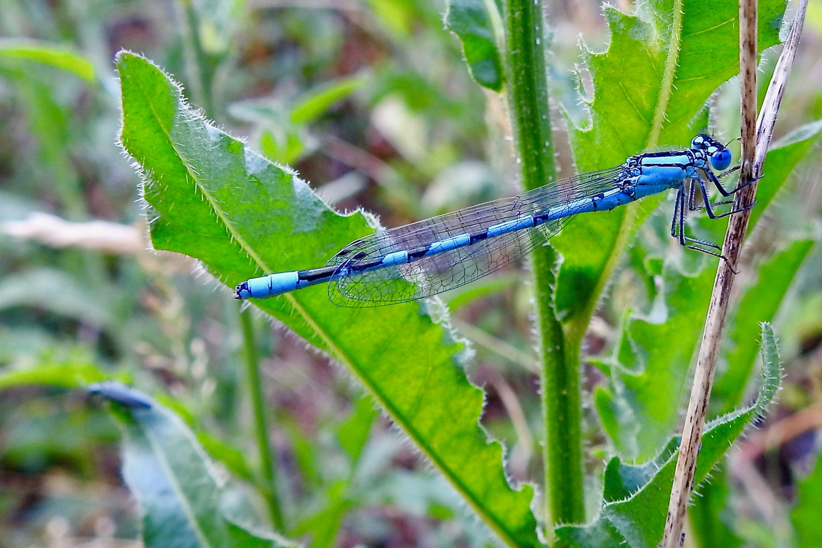 Schlanke Kleinlibelle