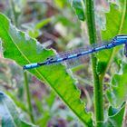 Schlanke Kleinlibelle