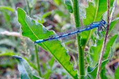 Schlanke Kleinlibelle