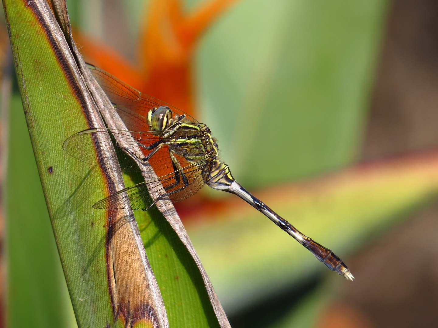 Schlanker Blaupfeil, Orthetrum sabina, Türkei, Antalya-Kundu