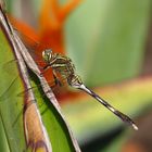 Schlanker Blaupfeil, Orthetrum sabina, Türkei, Antalya-Kundu