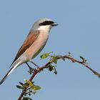 Schlanker Hahn.... Neuntöter (Lanius collurio)  Männchen 