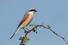 Schlanker Hahn.... Neuntöter (Lanius collurio)  Männchen 